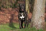 CANE CORSO 1357